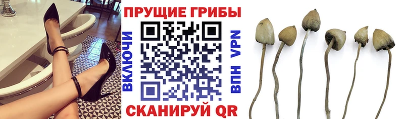Псилоцибиновые грибы прущие грибы MEGA ССЫЛКА Пионерский